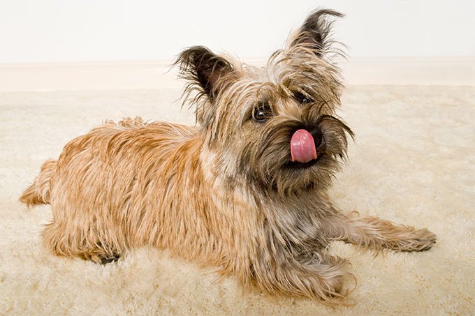 Cairn Terrier: Photo #5