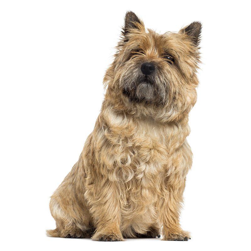 Cairn Terrier: Photo #7