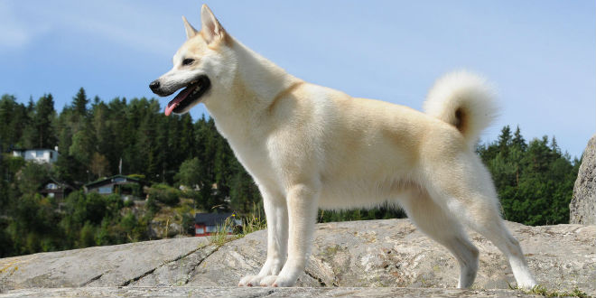 Canaan Dog - Information, Photos, Characteristics, Names