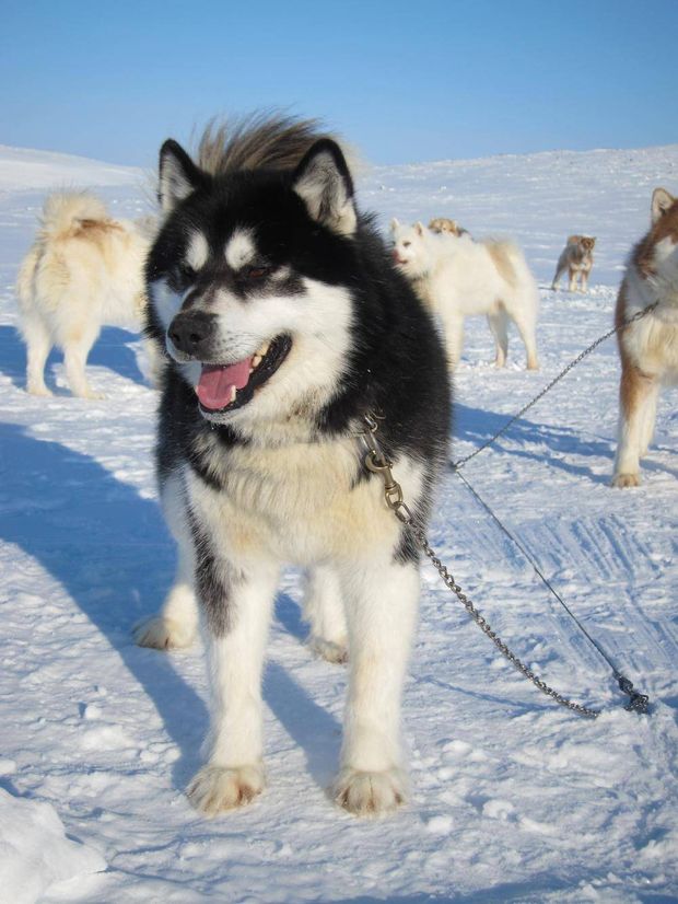 Canadian Eskimo Dog: Photo #3
