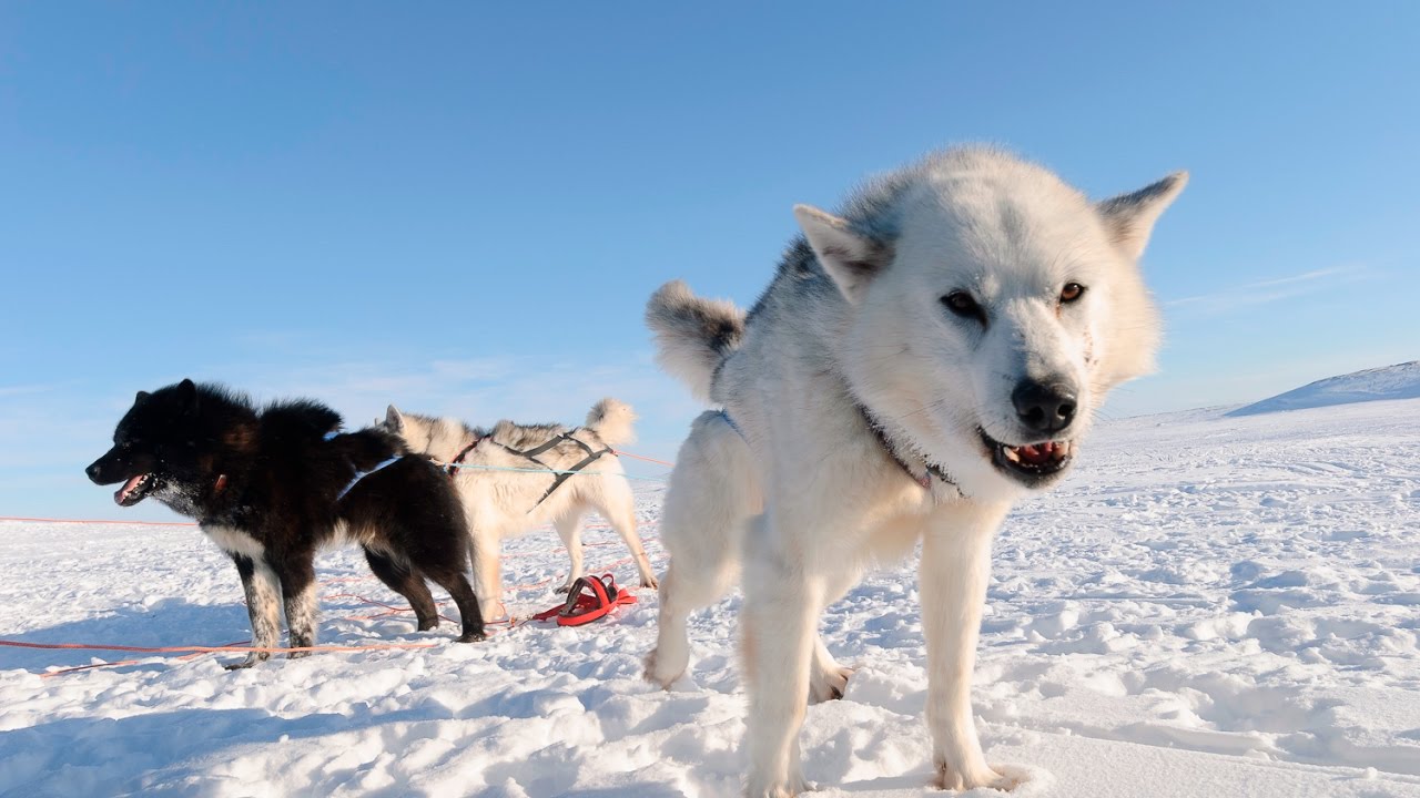 Canadian Eskimo Dog: Photo #5