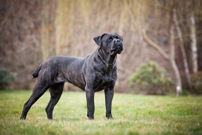 Cane Corso - Temperament, Lifespan, Shedding, Puppy