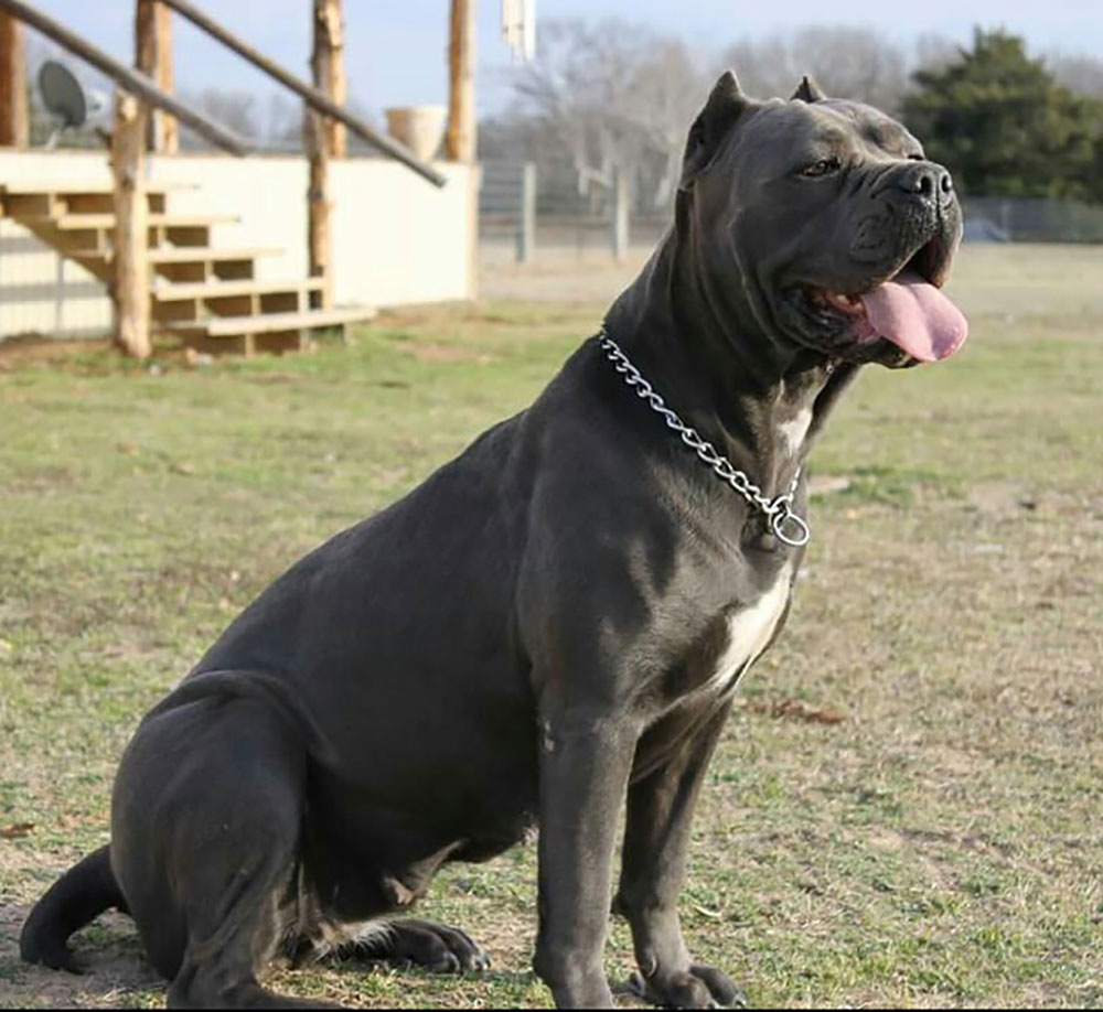 Cane Corso - Information, Photos, Characteristics, Names