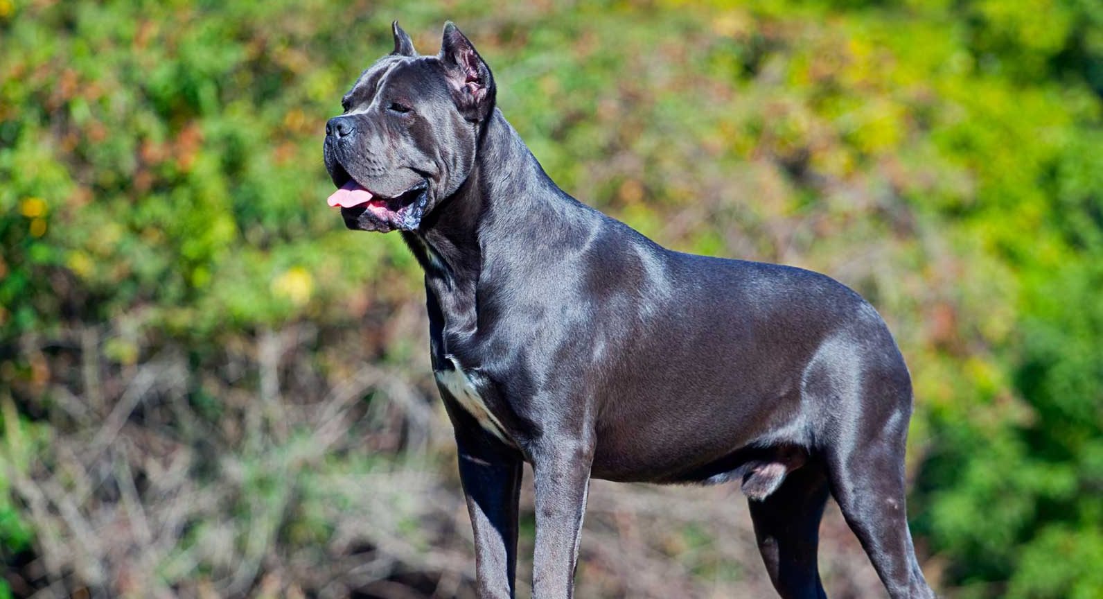 Cane Corso - Temperament, Lifespan, Shedding, Puppy