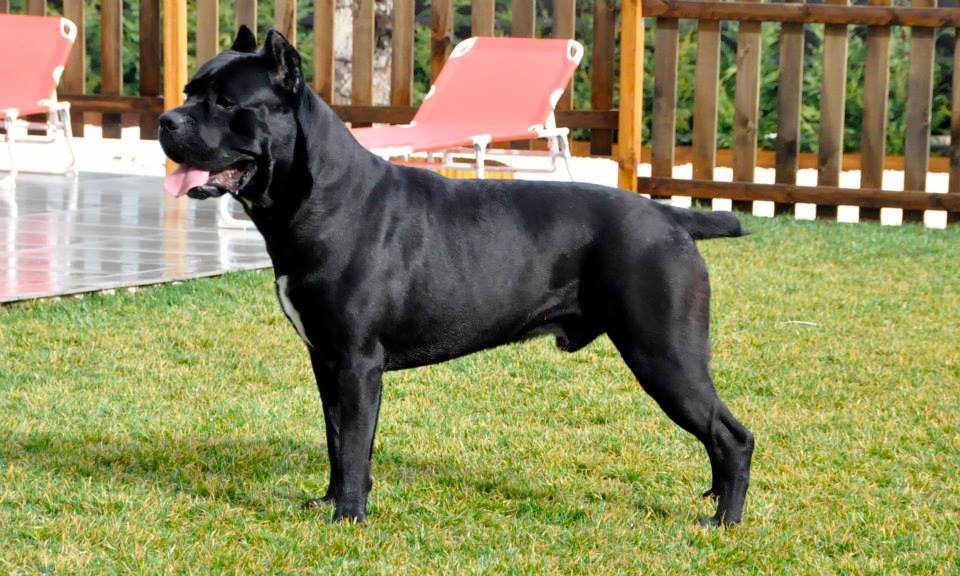 Cane Corso - Temperament, Lifespan, Shedding, Puppy