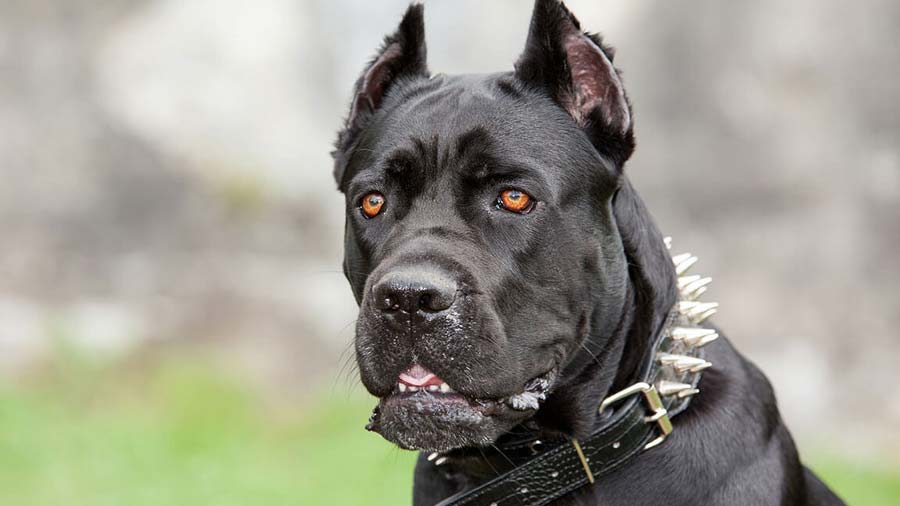 Cane Corso - Temperament, Lifespan, Shedding, Puppy