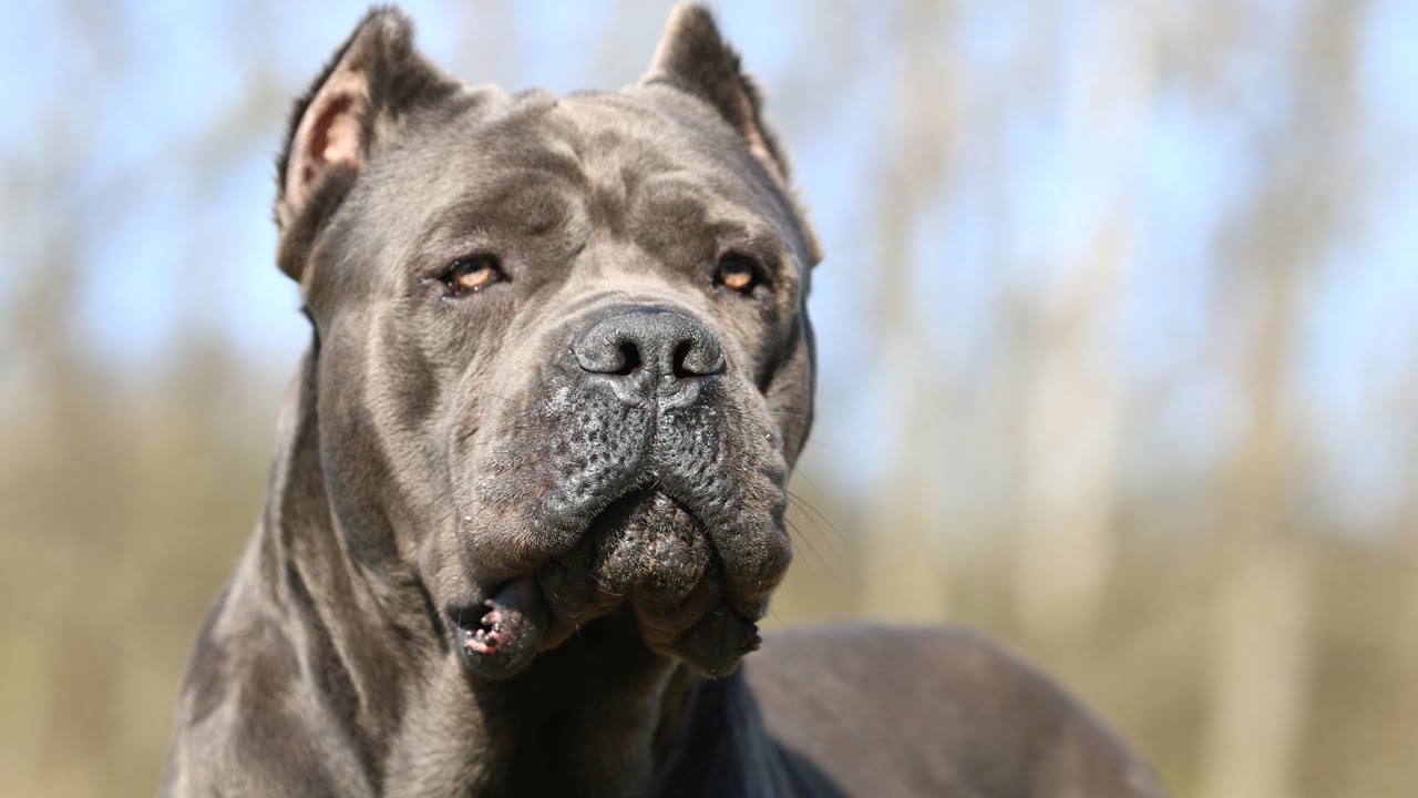 Cane Corso - Temperament, Lifespan, Shedding, Puppy