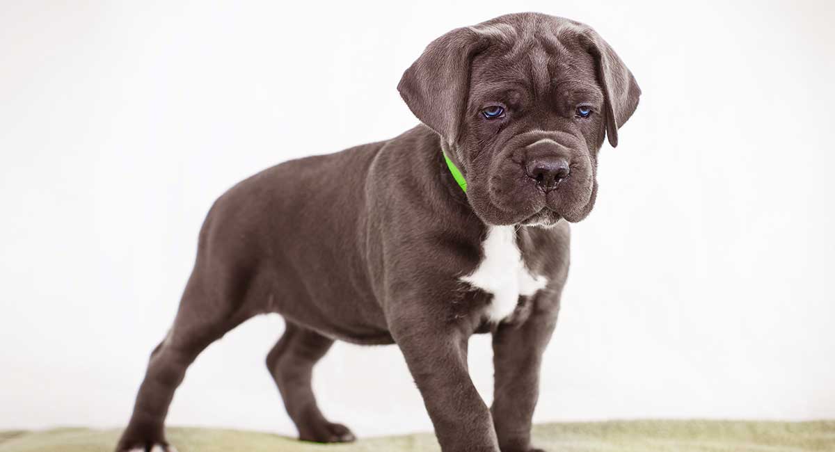 Cane Corso - Information, Photos, Characteristics, Names