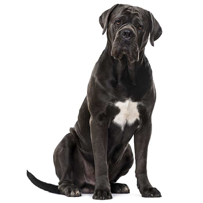 Cane Corso - Temperament, Lifespan, Shedding, Puppy