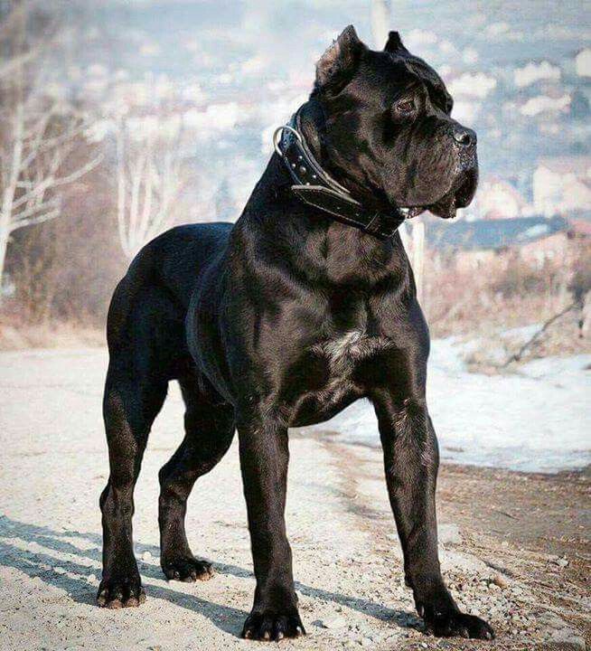 Cane Corso - Temperament, Lifespan, Shedding, Puppy