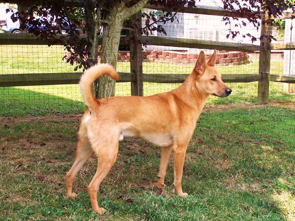 Carolina Dog Temperament Lifespan Shedding Puppy