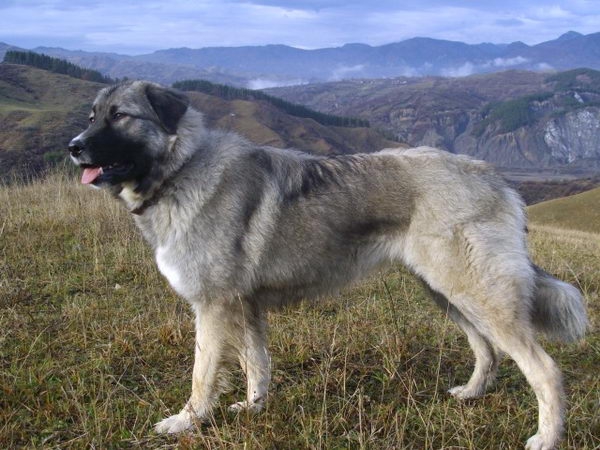 Carpathian Sheepdog: Photo #1