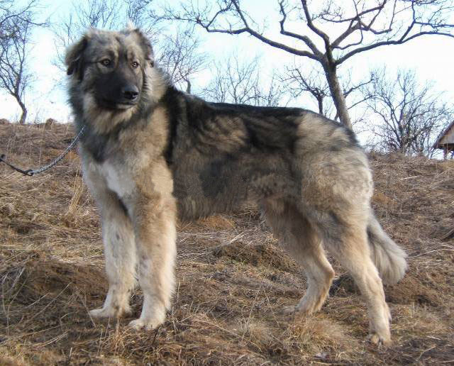 Carpathian Sheepdog: Photo #2
