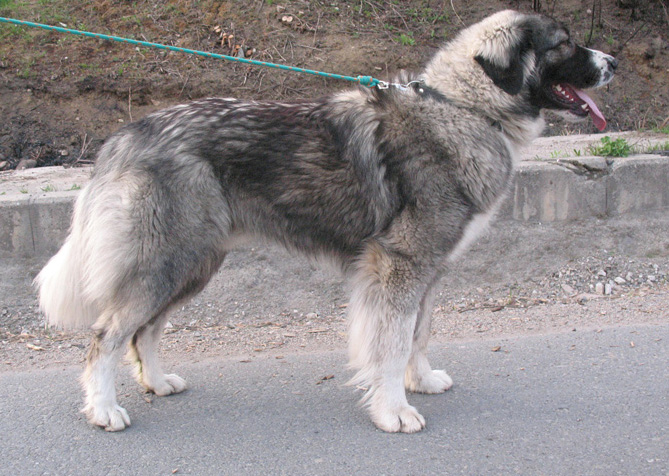 Carpathian Sheepdog: Photo #3