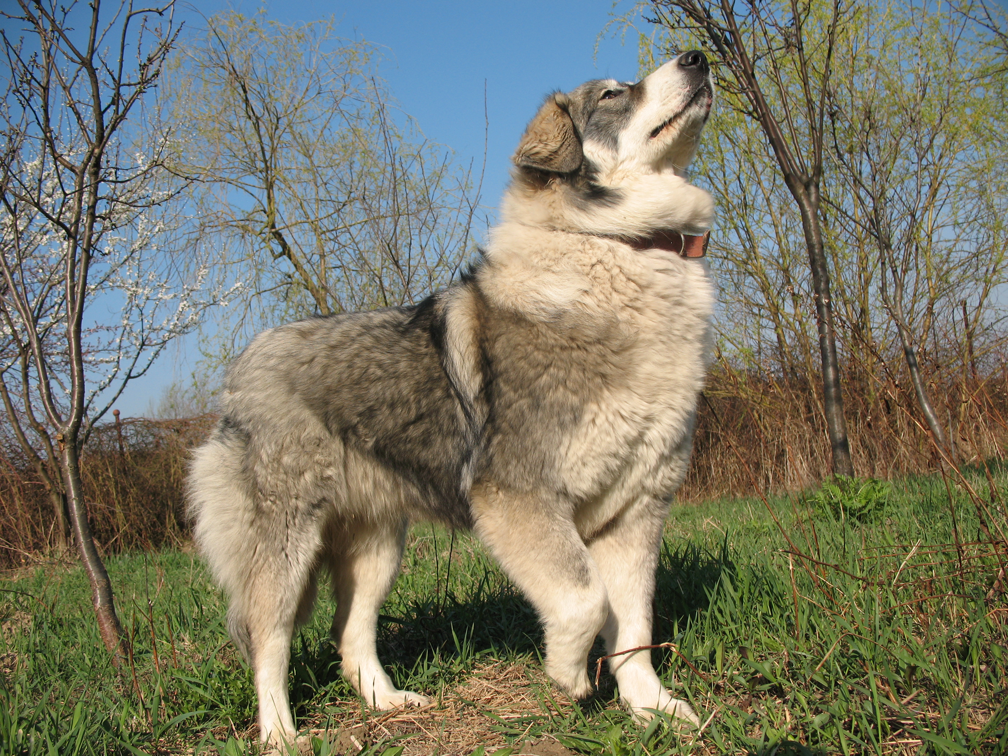 Carpathian Sheepdog: Photo #11