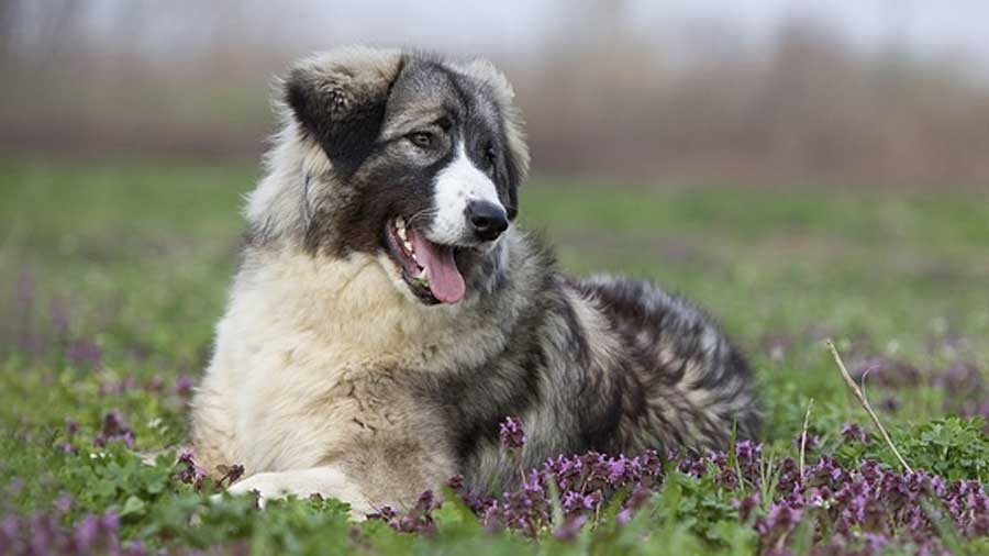 Carpathian Sheepdog: Photo #5