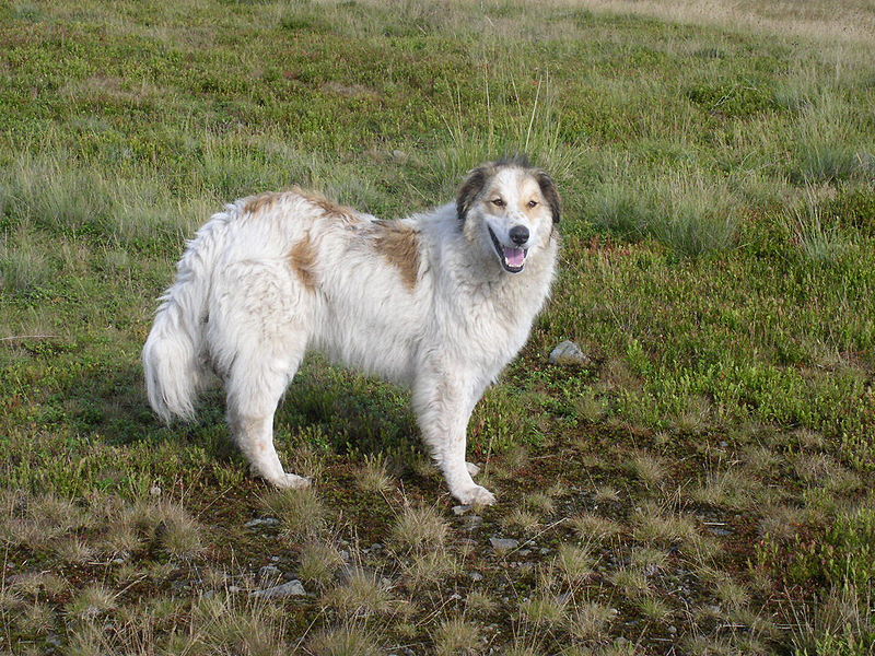 Carpathian Sheepdog: Photo #7