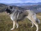 Carpathian Sheepdog