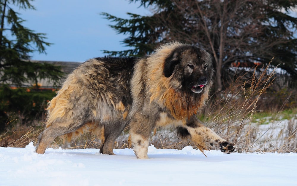 Caucasian Ovcharka - Temperament, Lifespan, Shedding, Puppy