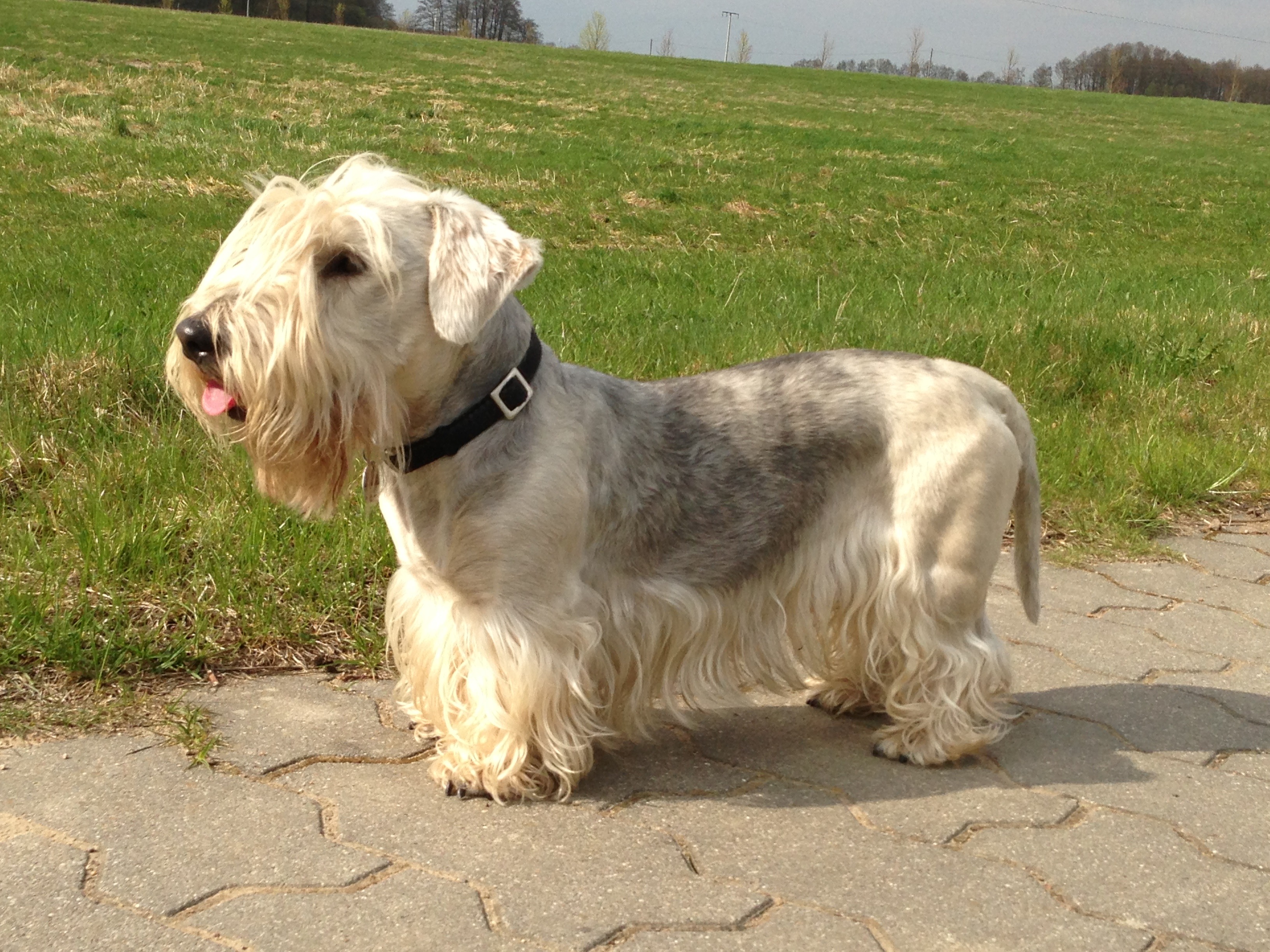 Cesky Terrier: Photo #13