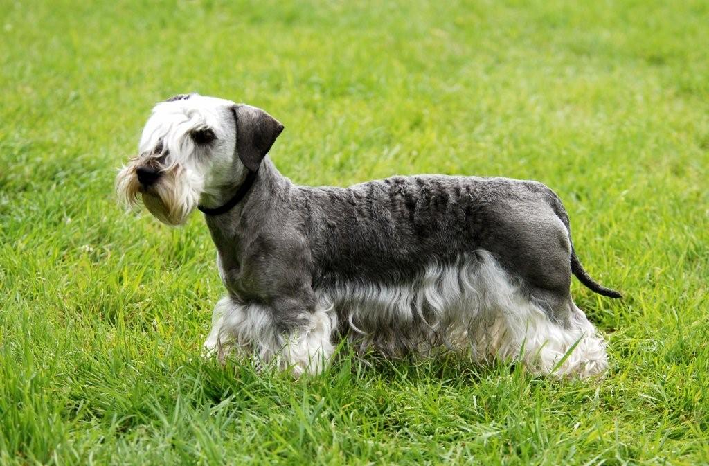Cesky Terrier: Photo #11
