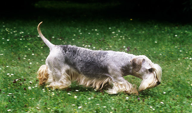 Cesky Terrier: Photo #12