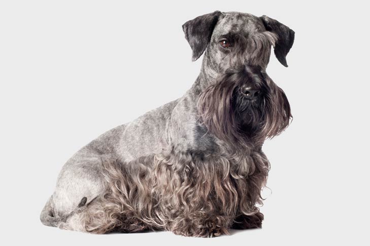 Download Cesky Terrier - Information, Photos, Characteristics, Names