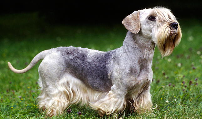 Cesky Terrier - Temperament, Lifespan, Shedding, Puppy