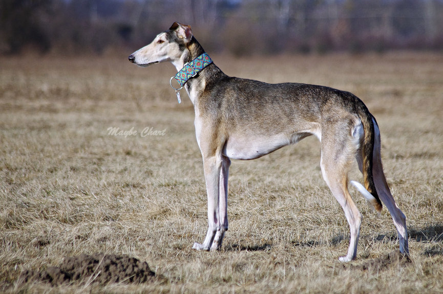 Chart Polski Temperament, Lifespan, Shedding, Puppy