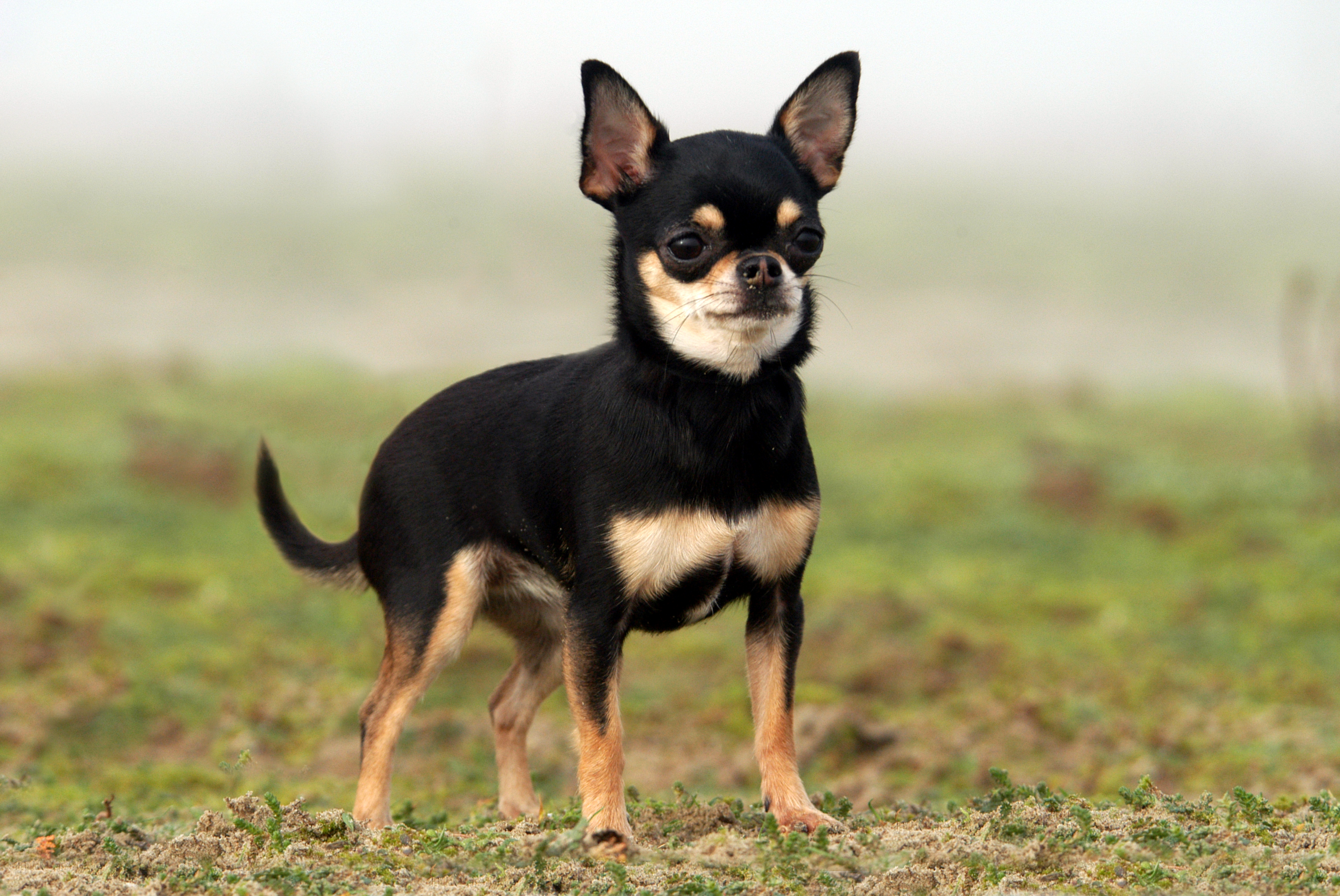 Chihuahua: Photo #14