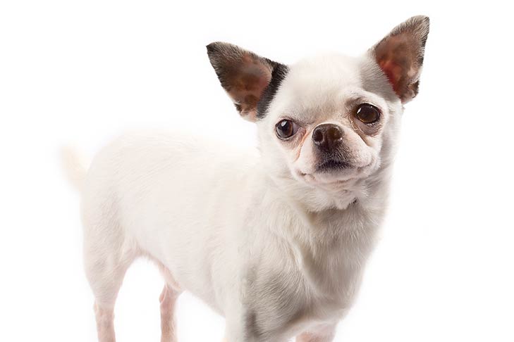 Chihuahua: Photo #1