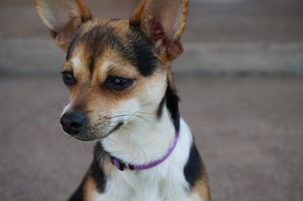 Chihuahua: Photo #4