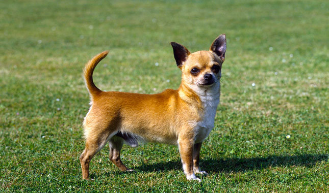 Chihuahua: Photo #7