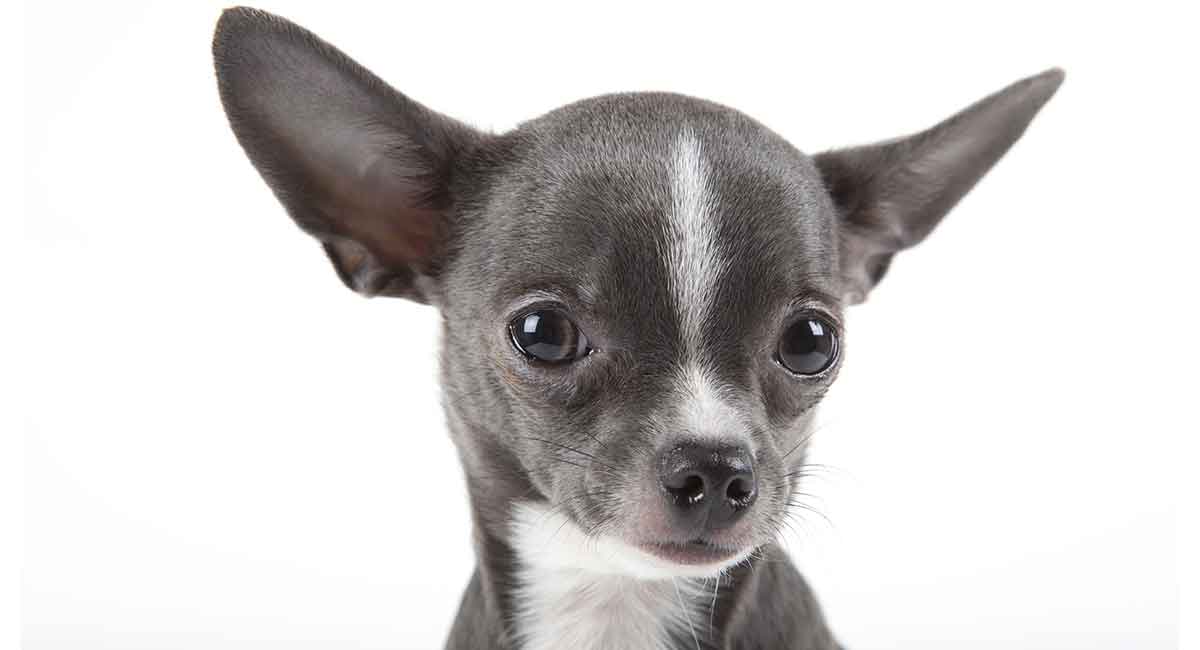 Chihuahua: Photo #8