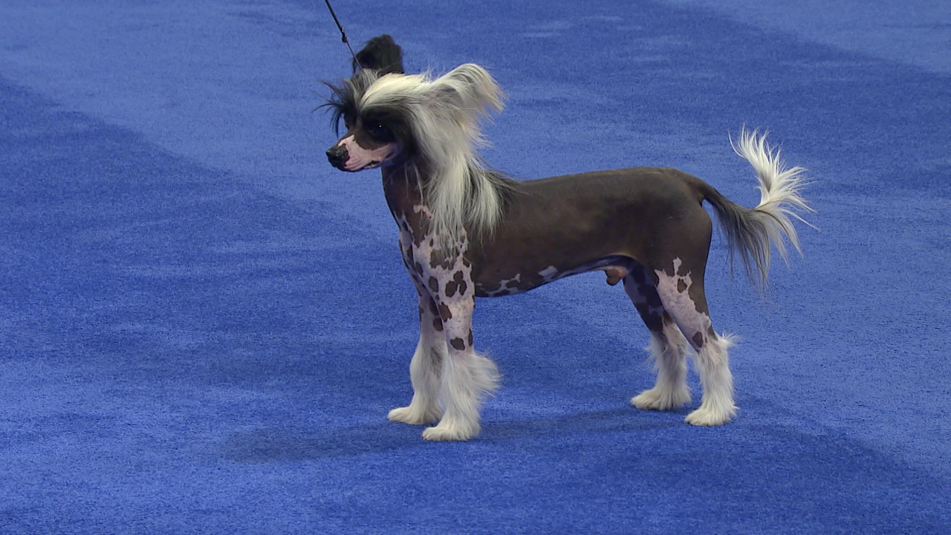 Chinese Crested: Photo #9