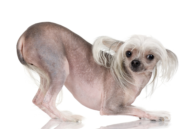 Chinese Crested: Photo #10