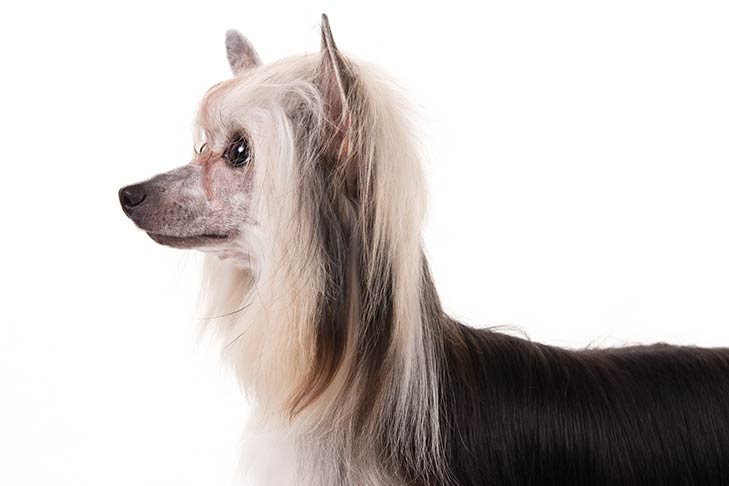 Chinese Crested: Photo #12