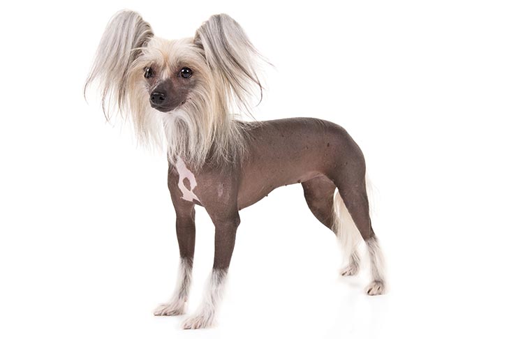 Chinese Crested: Photo #1