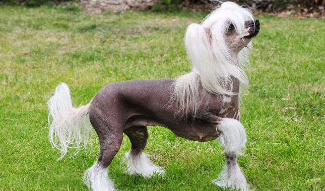 Chinese Crested: Photo #3