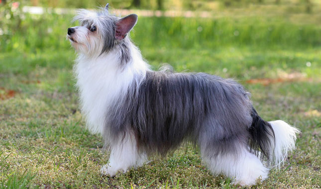 Chinese Crested: Photo #4
