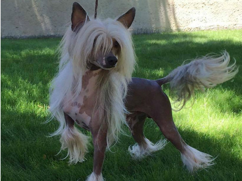 Chinese Crested: Photo #5
