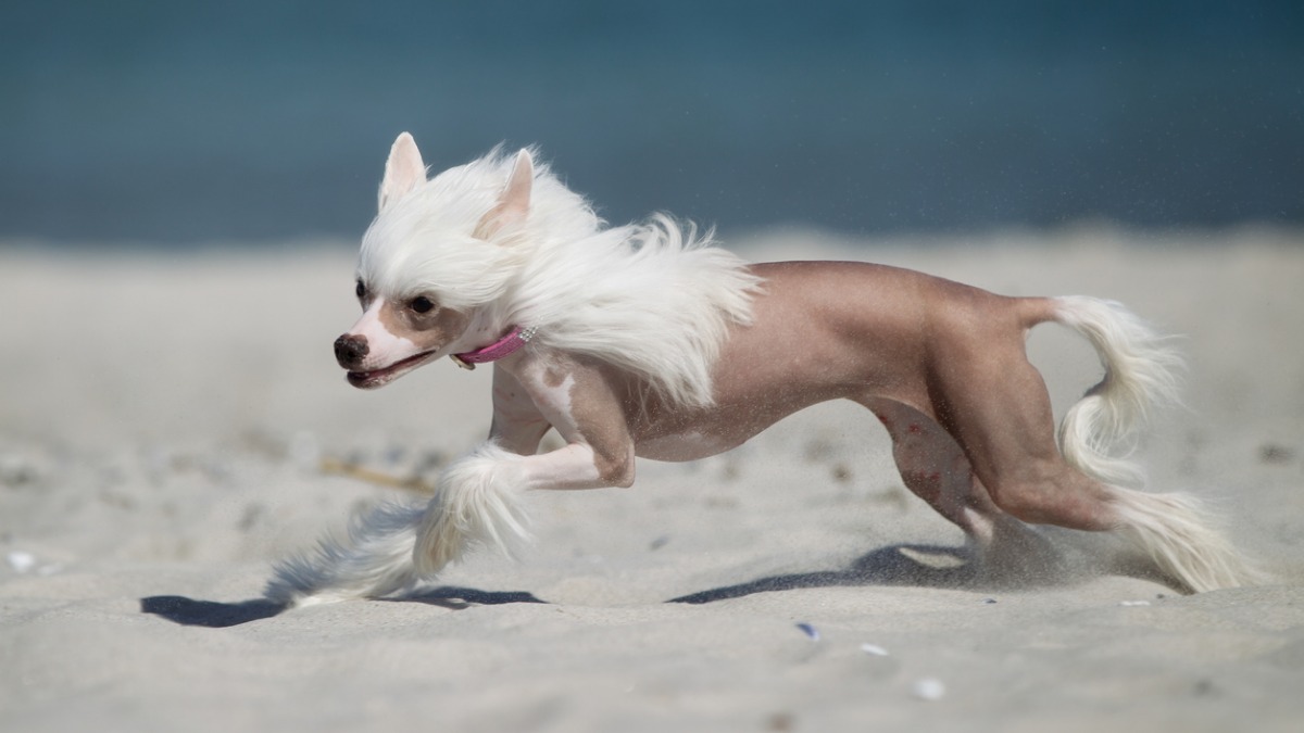 Chinese Crested: Photo #6