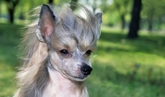 Chinese Crested: Photo #7