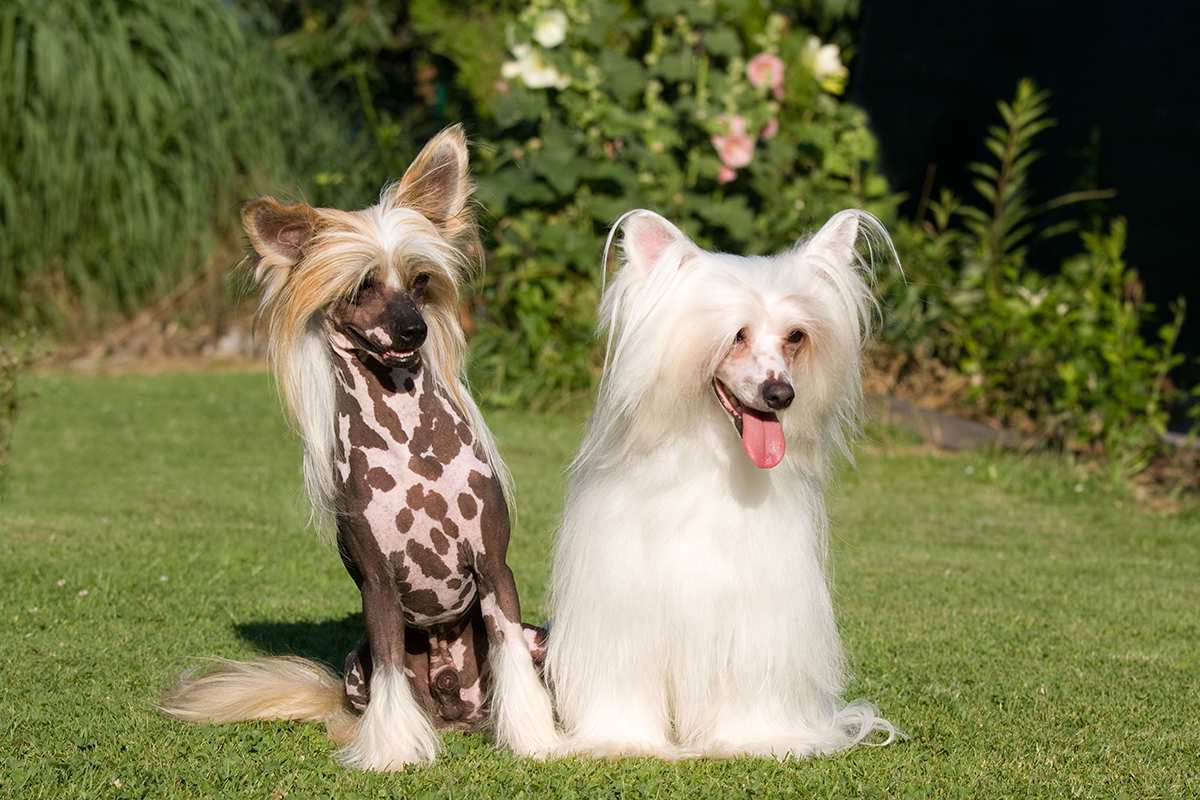 Chinese Crested: Photo #8