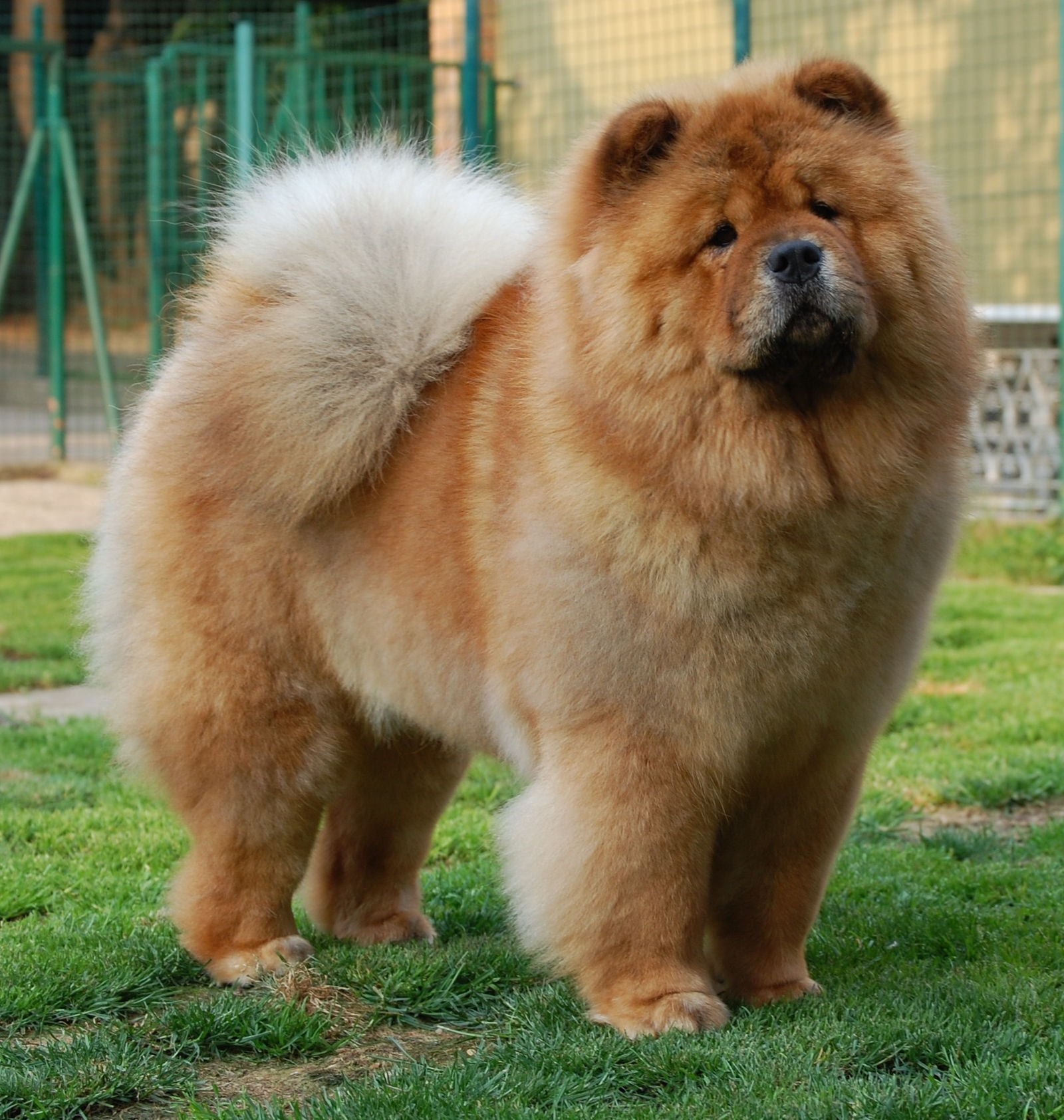 Chow Chow Temperament Lifespan Shedding Puppy Chow Chow Temperament Lifespan Shedding Puppy