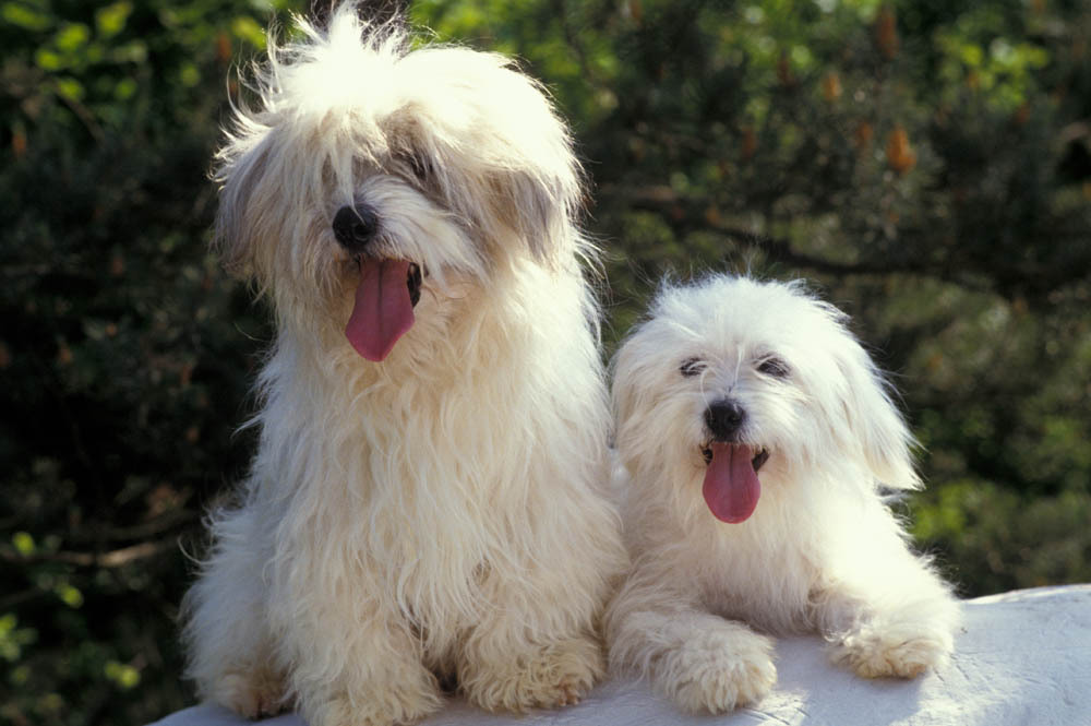 Free Photos Dog Coton Tulear Search Download Needpixcom