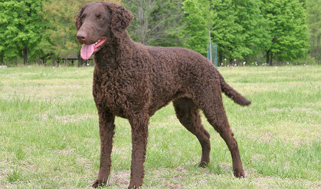 Curly-Coated Retriever - Information, Photos ...