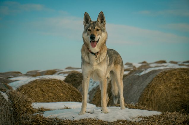 Czechoslovakian Wolfdog: Photo #9
