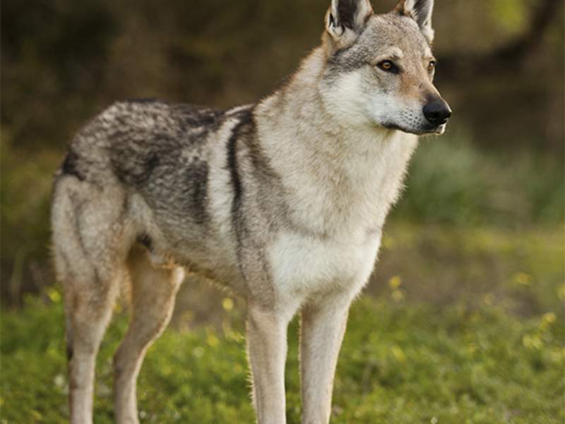 Czechoslovakian Wolfdog - Temperament, Lifespan, Shedding, Puppy