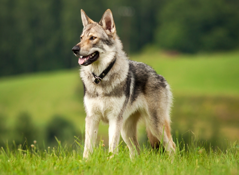 Czechoslovakian Wolfdog: Photo #11